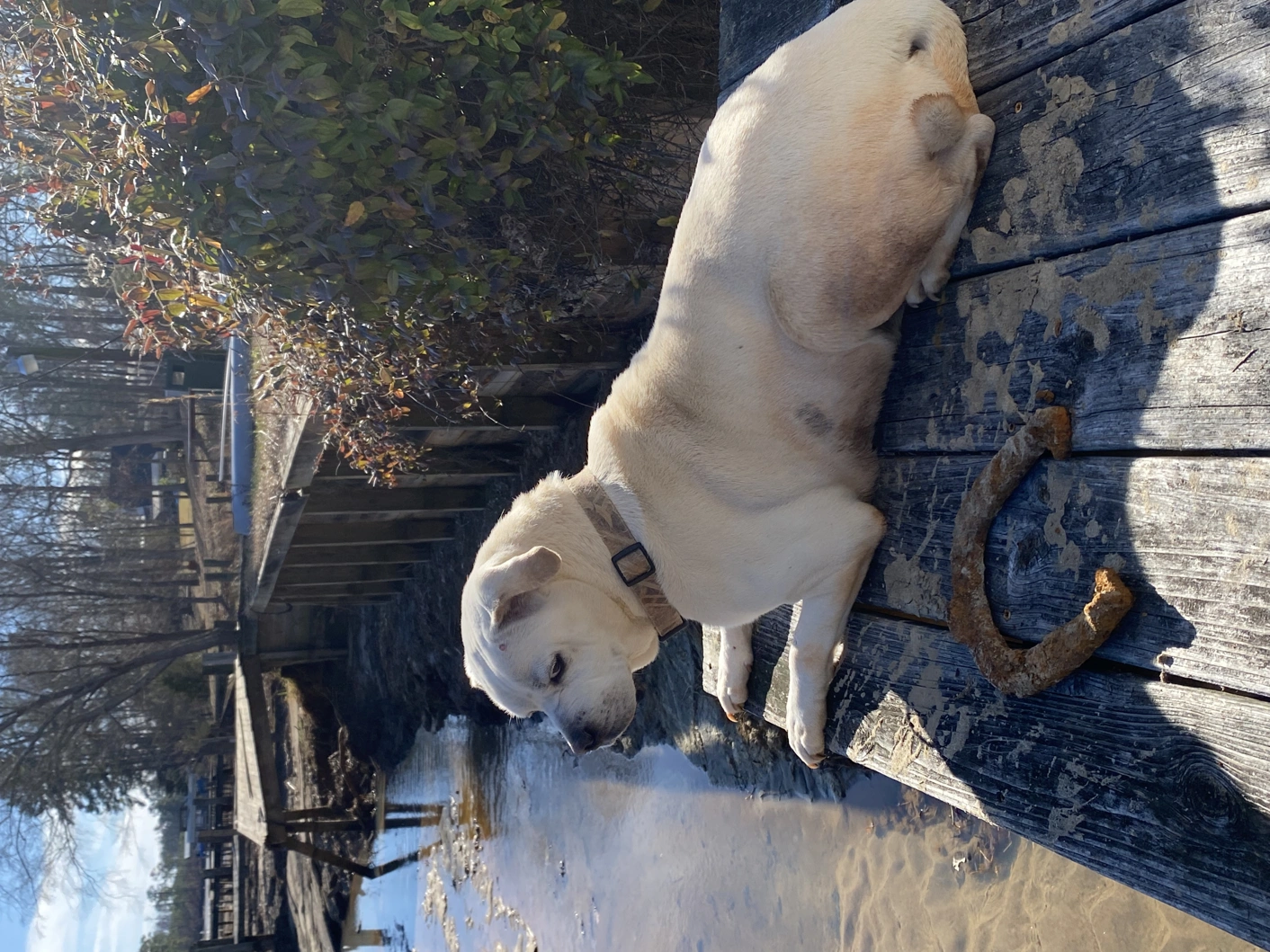 A white dog sitting on a dock, on the lake, next to a horse shoe.