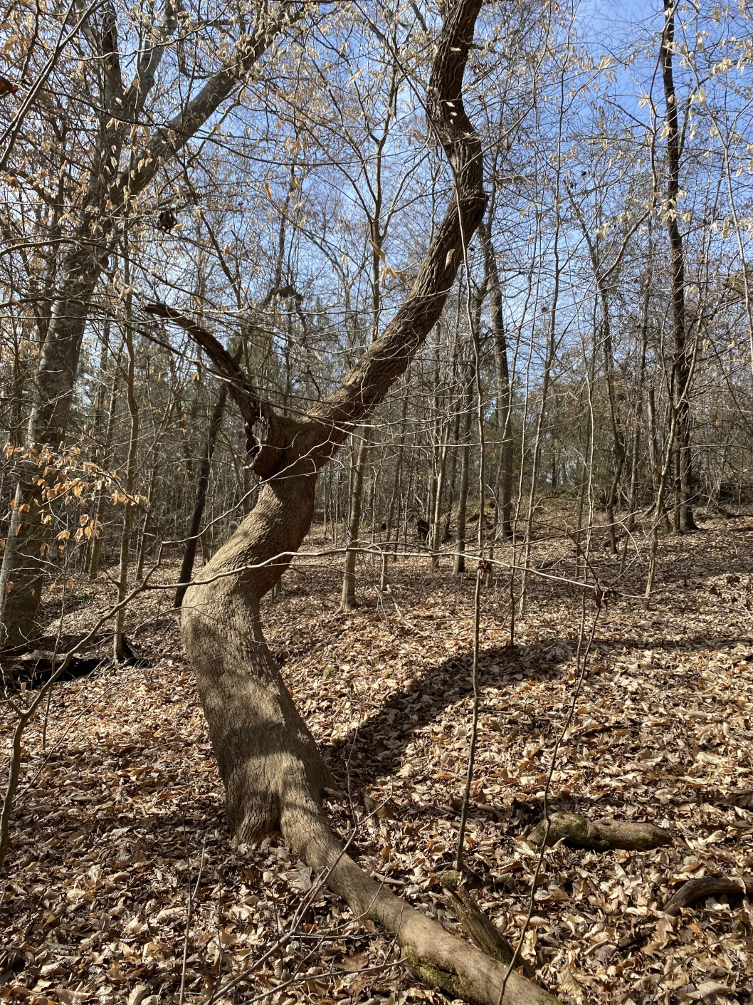 A leaveless twisted tree in the woods.