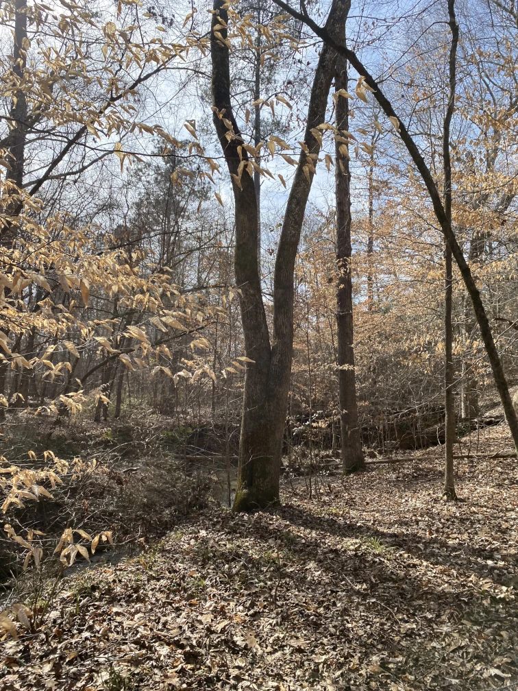 Leaveless trees in the woods