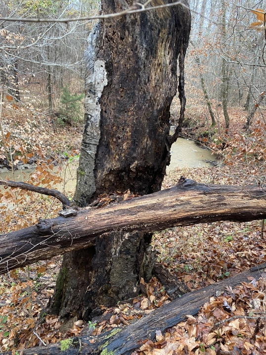 Trees in the woods