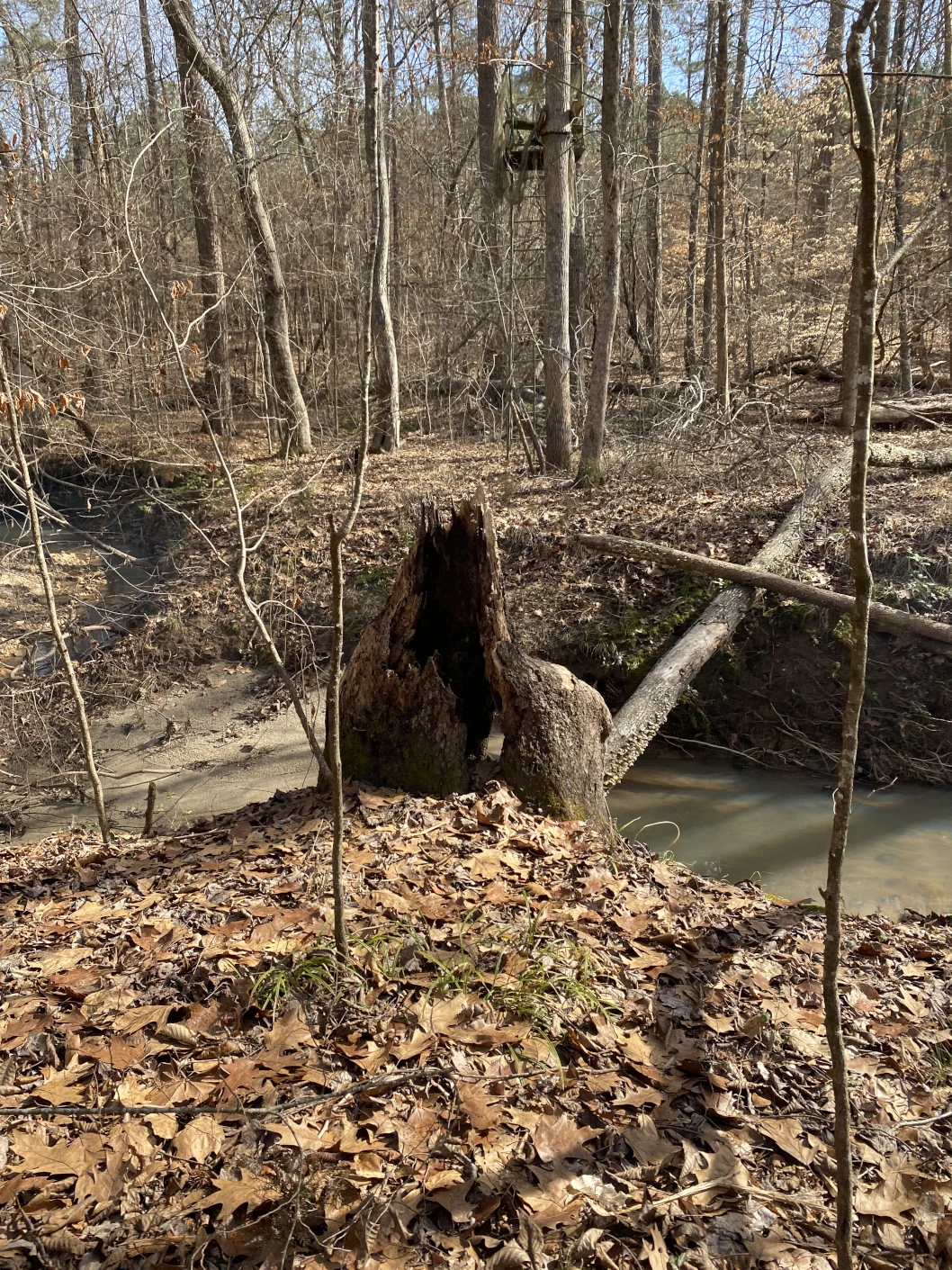 Stump next to a creek